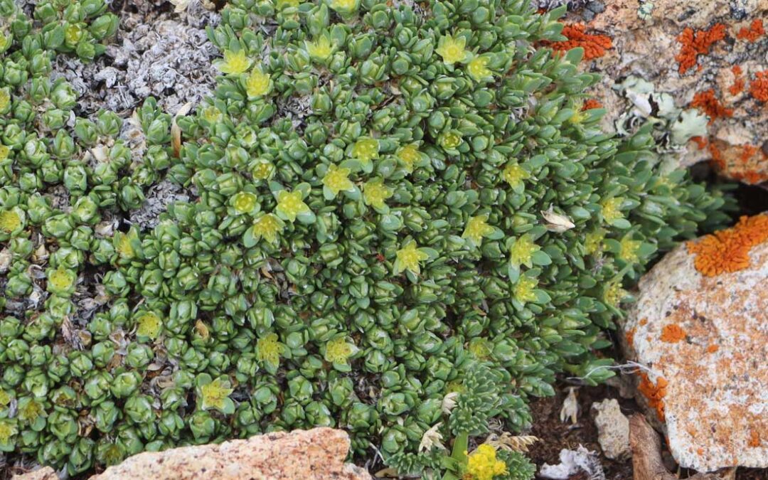 Rocky Mountain Nailwort (Paronychia pulvinata)