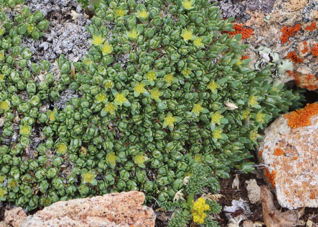 a photo of a cushion of rocky mountain nailwort flowers
