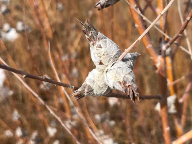 pine cone midge gall