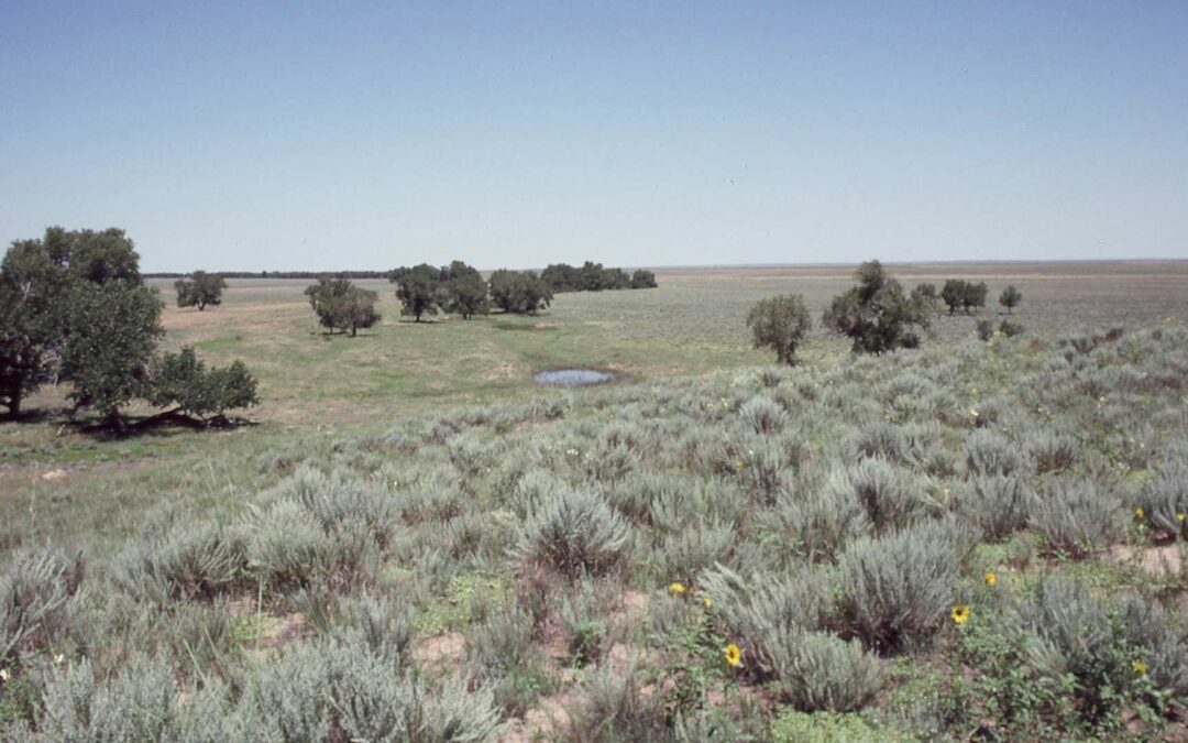 Sandsage Prairie Kiowa-Co-Jim-Lochlear