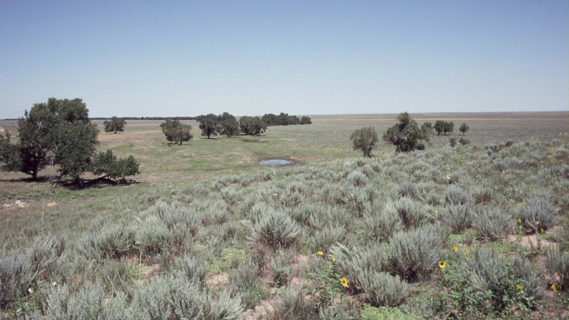 a photo of sandsage prairie