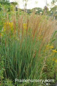 Indian Grass - Sorghastrum nutans - Colorado Native Plant Society