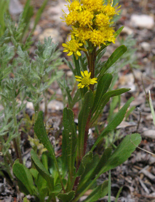 Mt. Albert Goldenrod (Solidago simplex var. simplex)