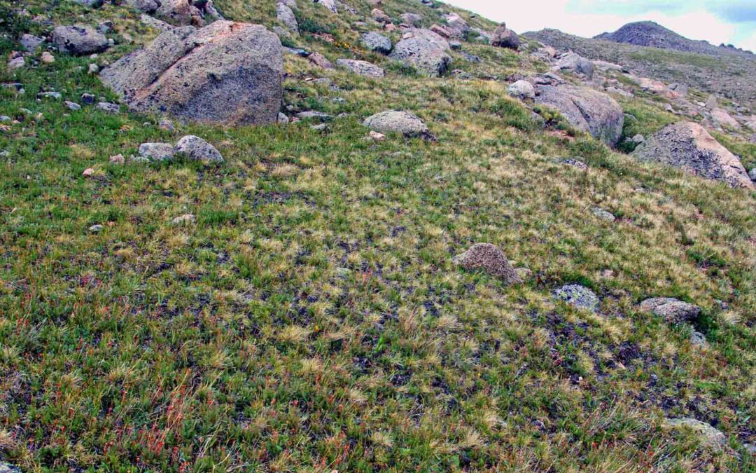 Alpine Turf Plant Community