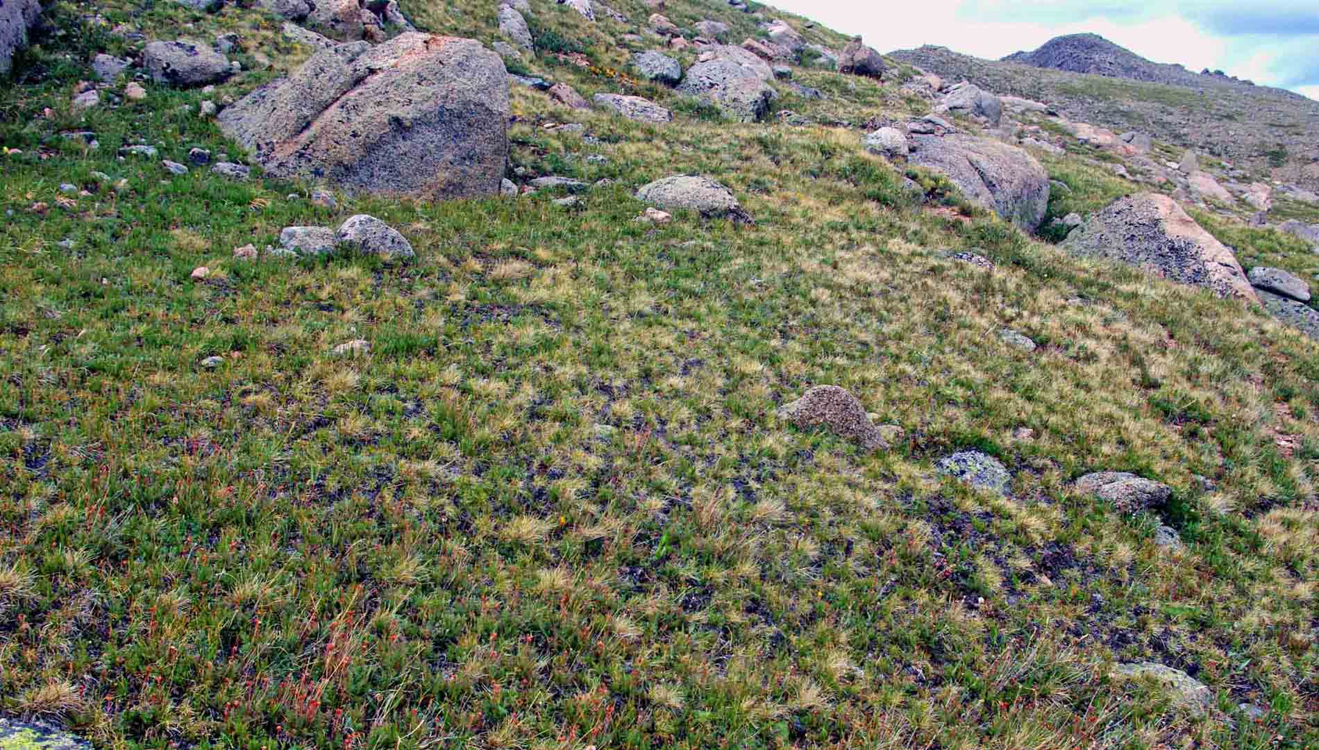 a photo of the Alpine Turf Plant Community