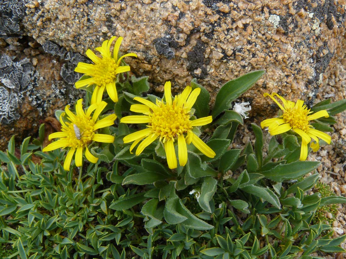a photo of several yellow pygmy goldenweed flowers