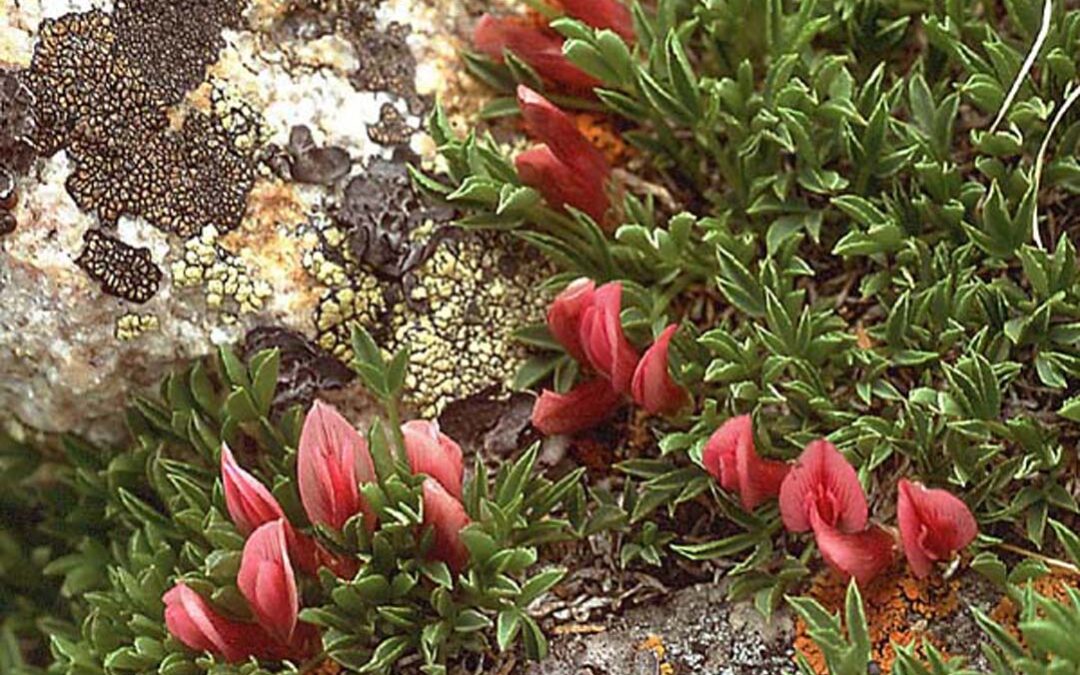 Dwarf Clover (Trifolium nanum)
