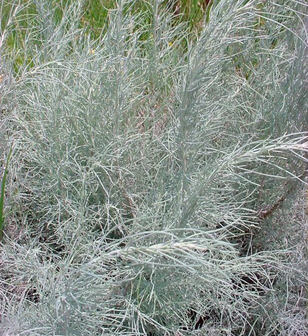 Sandsage (Artemisia filifolia)