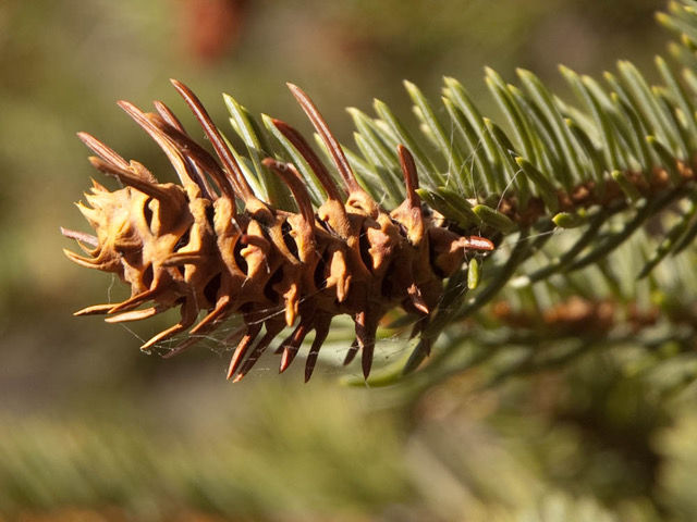 Cooley adelgid Aphid gall