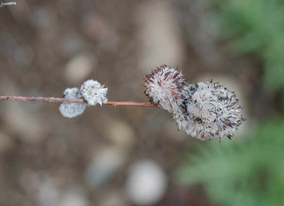 gall on sagebrush_reduced