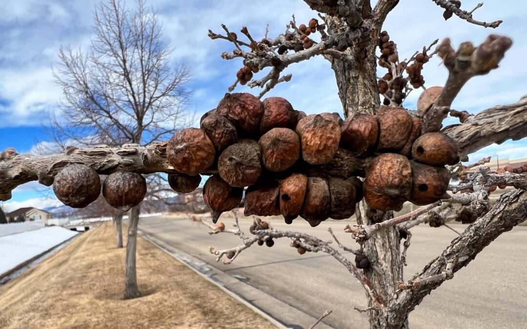 galls on tree