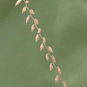 a photo of one spike of side oats grama grass