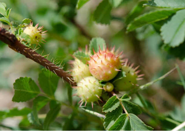 wood rose galls