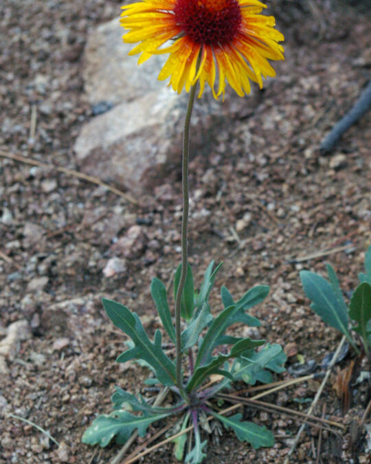 Blanketflower (Gaillardia aristata)