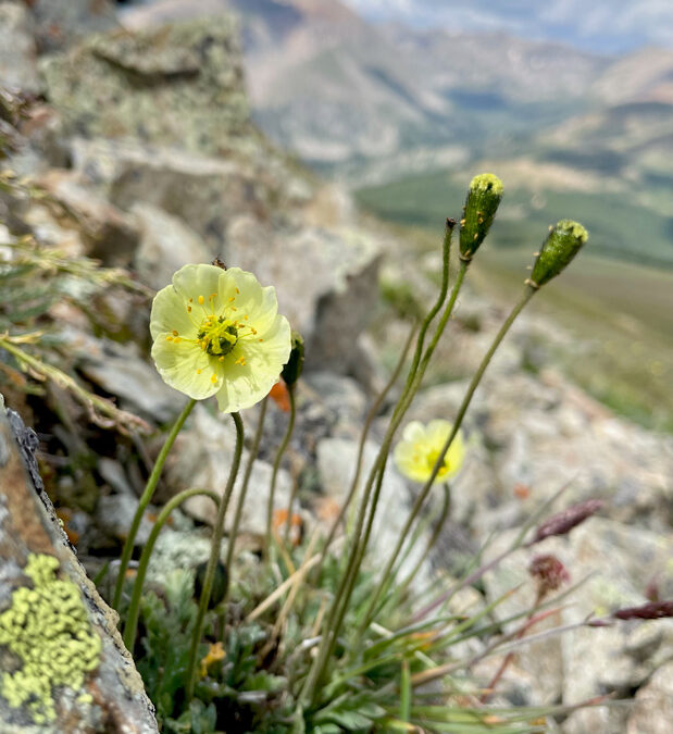 Alpine Poppy (Papaver radicatum)