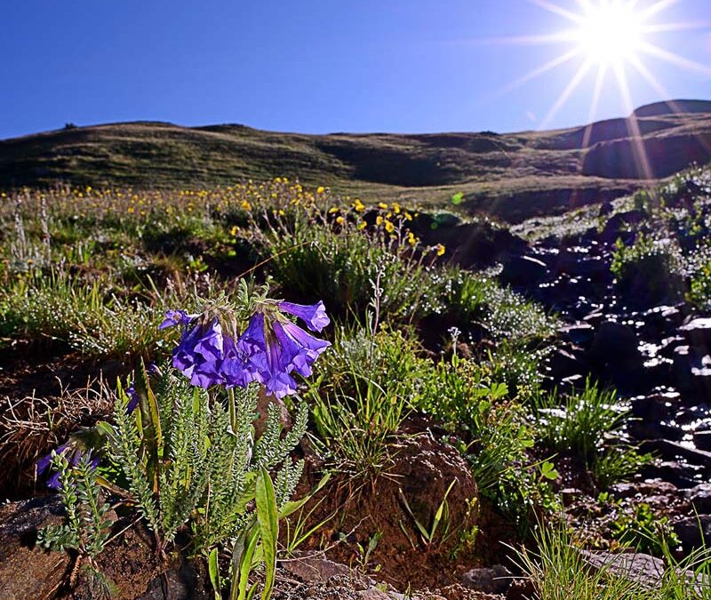 Rocky Mountain Sky Pilot (Polemonium confertum)