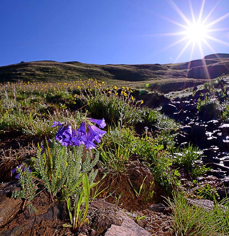 Whats New Colorado Native Plant Society 6727