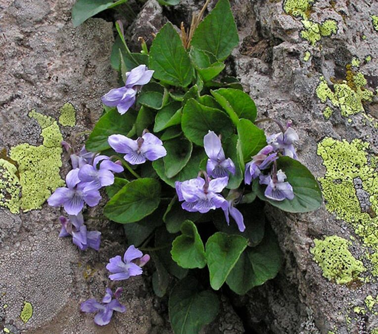 Hook-spurred Violet (Viola adunca)