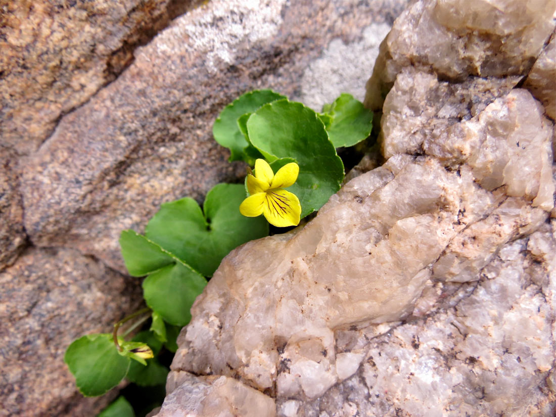 a photo of an Arctic Yellow Violet in a rock crevice