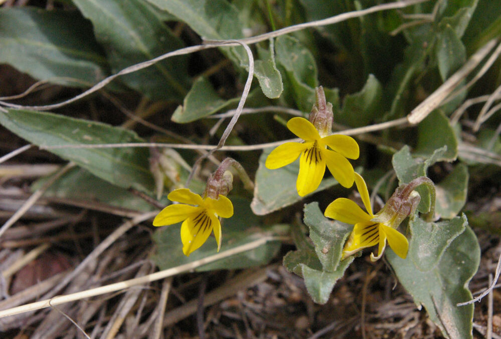 Nuttall’s Violet (Viola nuttallii)