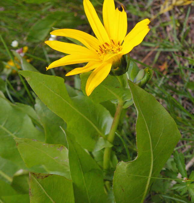 Mule’s Ears (Wyethia amplexicaulis)