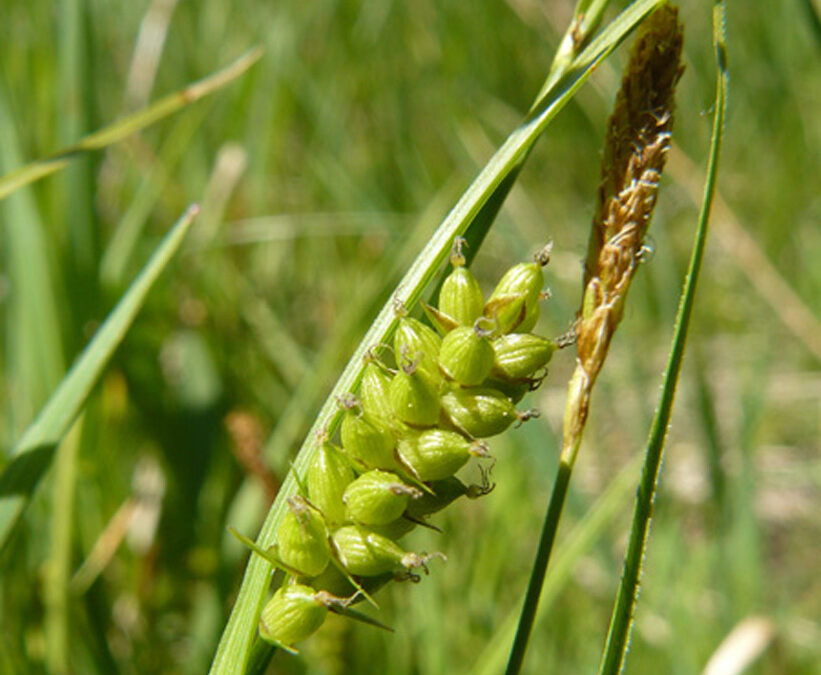 Open Field Sedge (Carex conoidea)