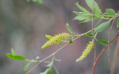First Hints of Spring – Willow Trees in Flower