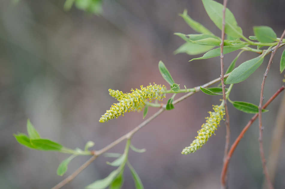 First Hints of Spring - Willow Trees in Flower - Colorado Native