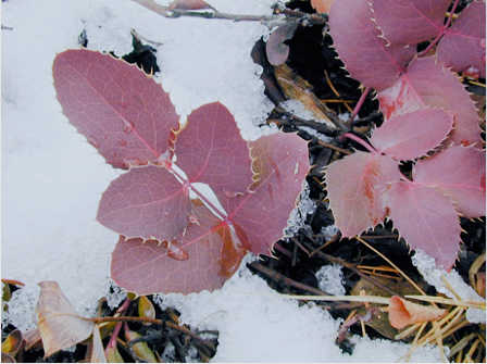 berberis repens