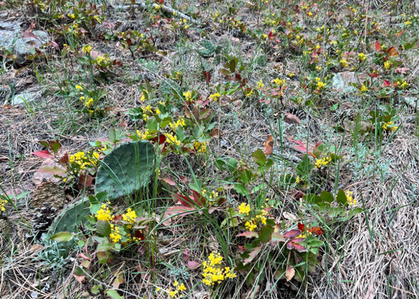 berberis repens, field