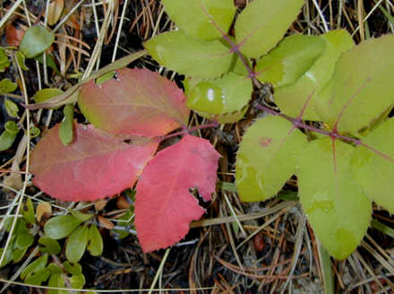 berberis repens