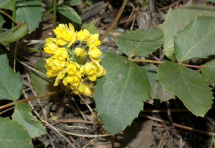 A Unique Native Shrub for Shade: Creeping Barberry