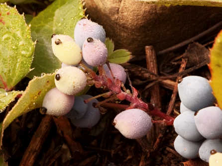 berberis repens