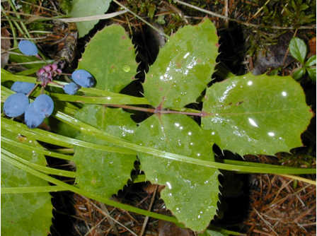 berberis repens