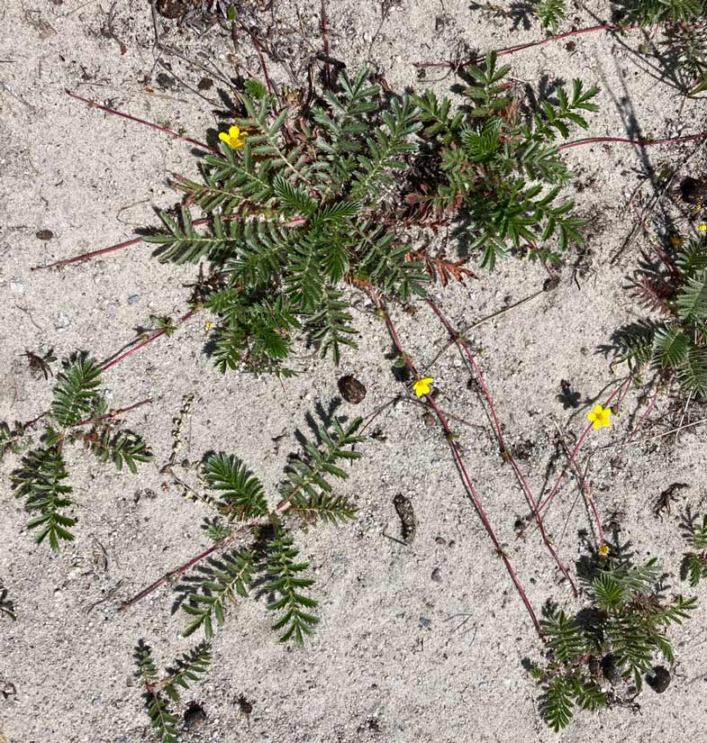 a photo of a sprawling silverweed plant