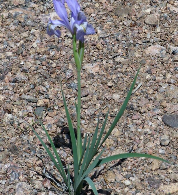 Rocky Mountain Iris (Iris missouriensis)