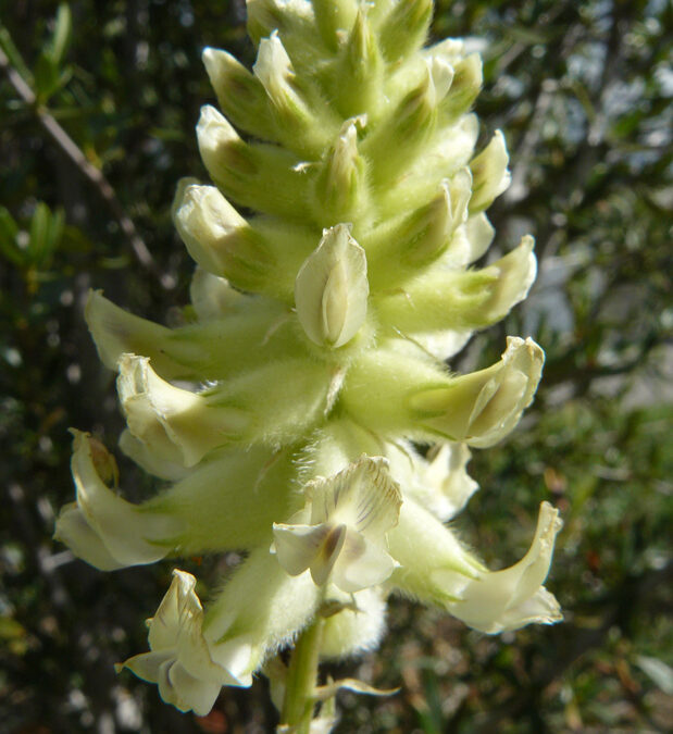 Arboles Milkvetch (Astragalus oocalysis)