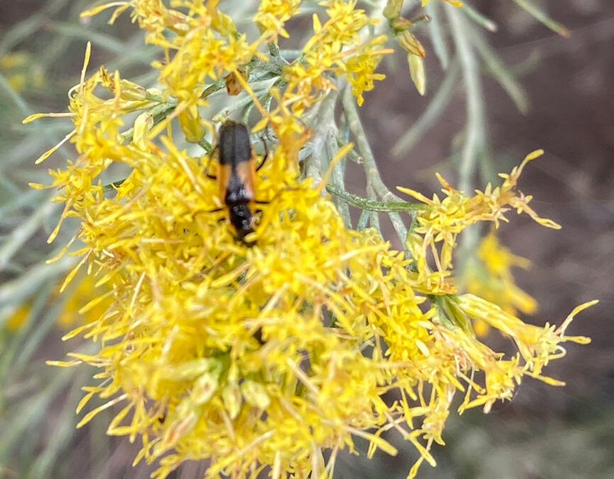 Soldier Beetle (Chauliognathus deceptus)