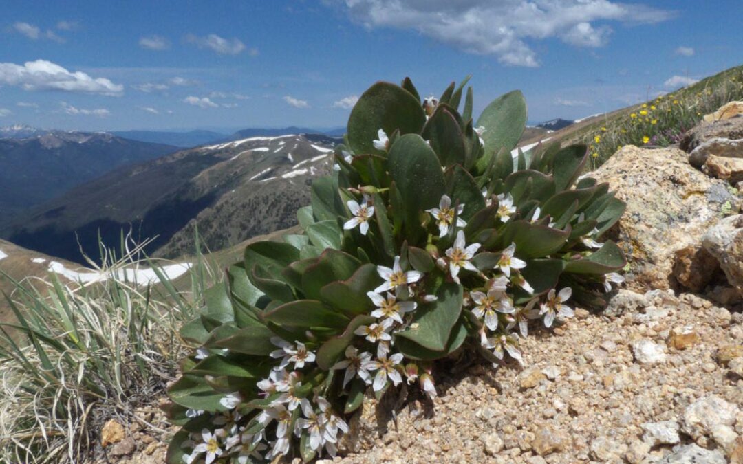 Alpine Spring Beauty (Claytonia megarhiza)