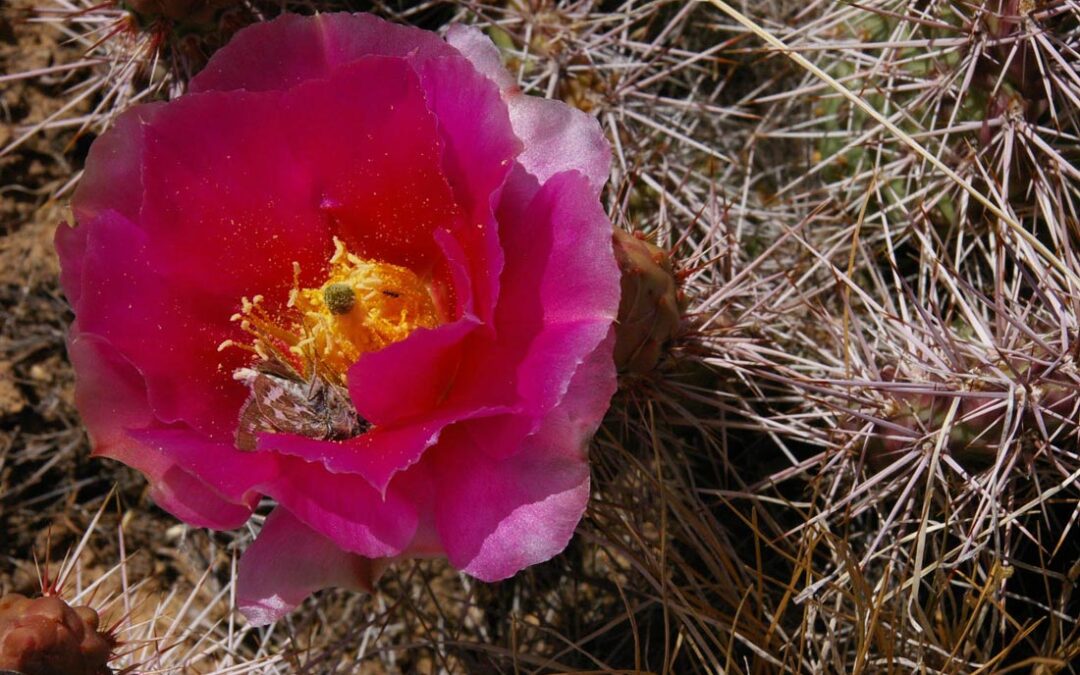 Plains Pricklypear Cactus (Opuntia polyacantha)