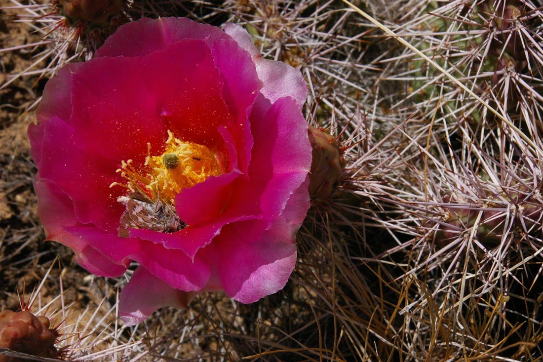 a close up photo of a plains prickly pear cactus flower