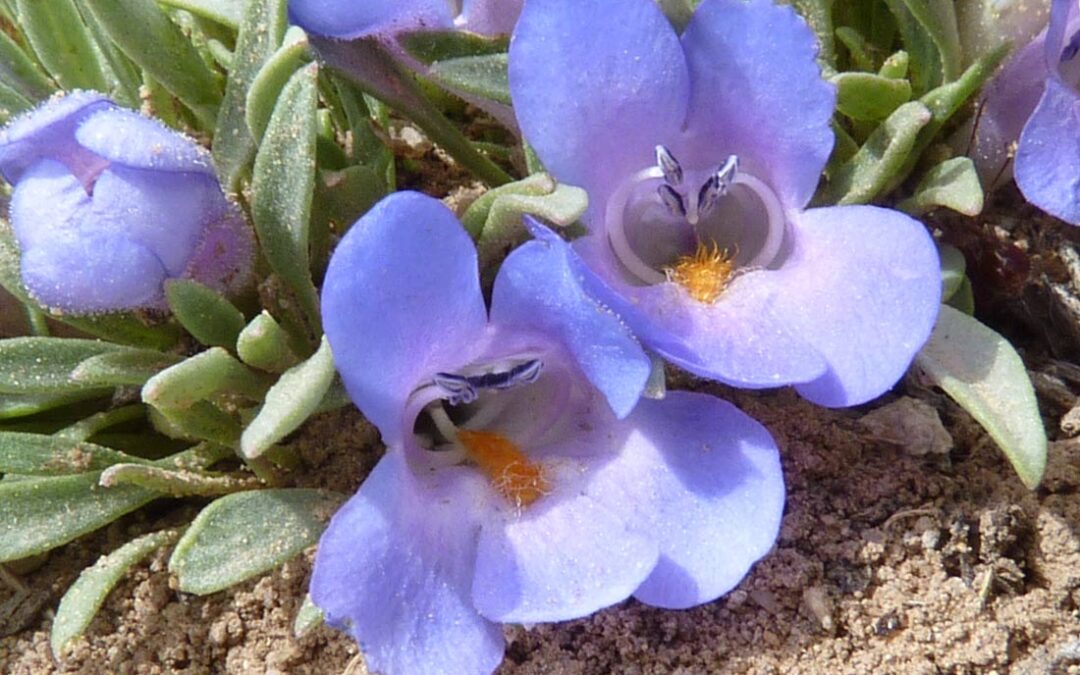 Yampa Beardtongue (Penstemon yampaensis)