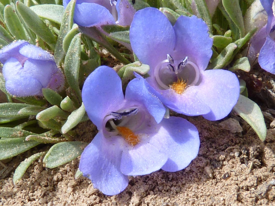 a close-up photo of Yampa Beardtongue