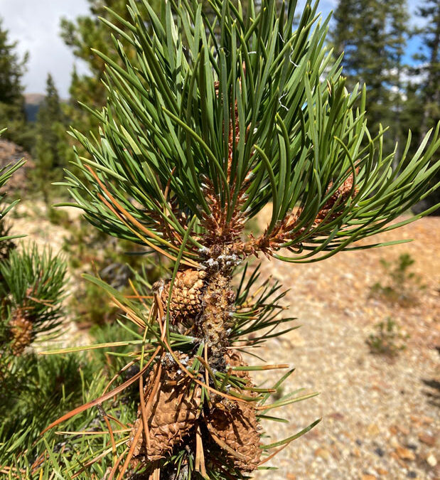 Lodgepole Pine (Pinus contorta var. latifolia)