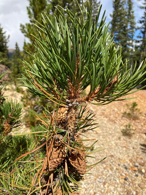 a photo of a lodgepole pine branch