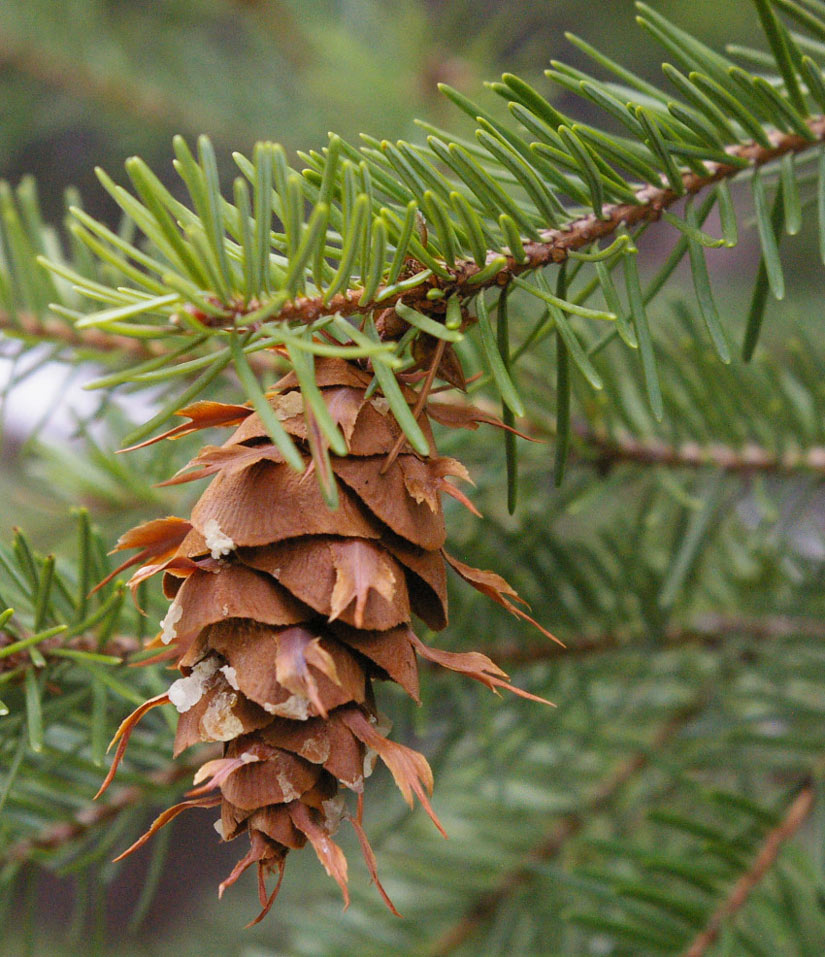 a photo of a douglas fir branch an pinecone