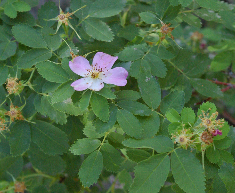 Woods Rose (Rosa woodsii)