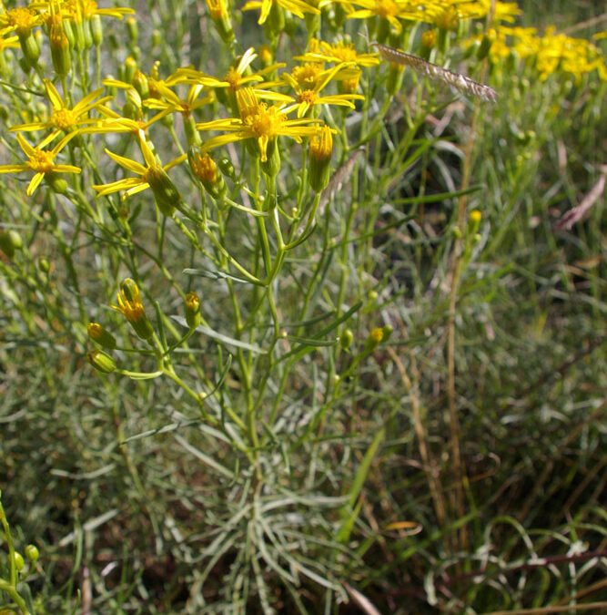 Narrow-leaved Butterweed (Sececio spartoides)