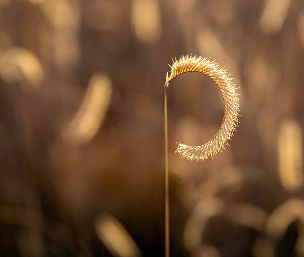 a close-up photo of a hairy grama grass