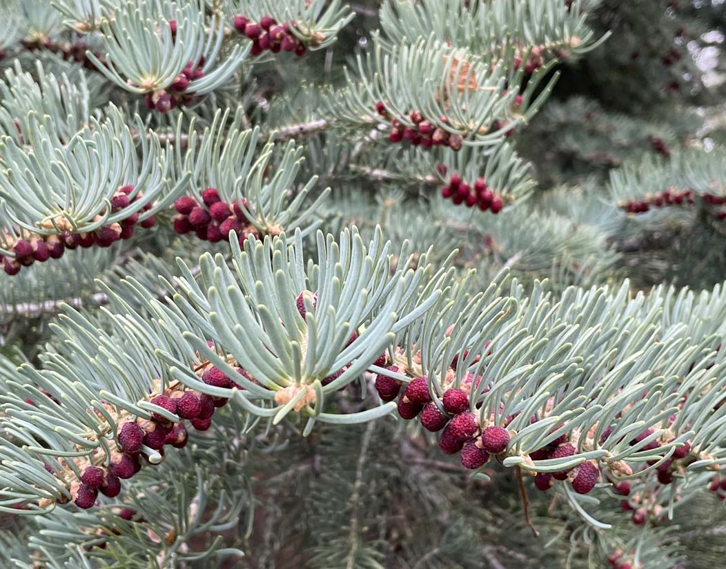 a close-up photo of white fir needles